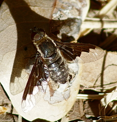 Hemipenthes seminiger