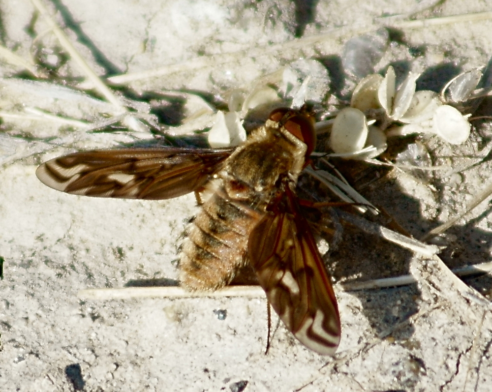 Poecilanthrax alcyon