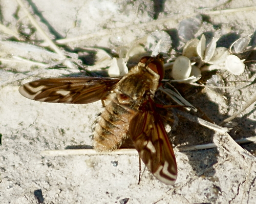 Poecilanthrax alcyon