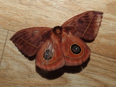 Automeris moloneyi