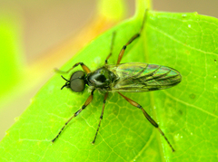Bibio xanthopus