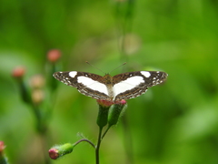 Janatella leucodesma