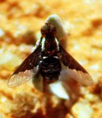 Hemipenthes edwardsii