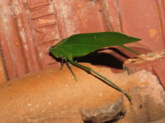 Frontinus