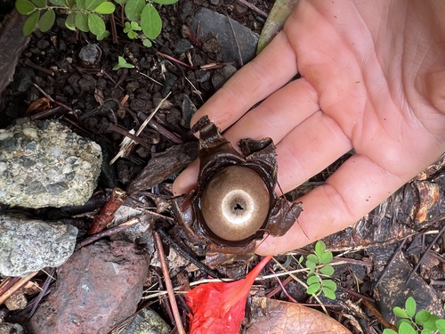 Geastrum, 2025-07-19
