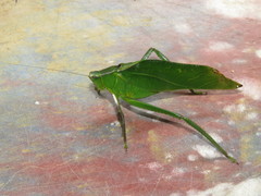 Frontinus