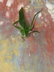 Frontinus