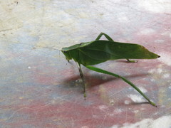 Frontinus