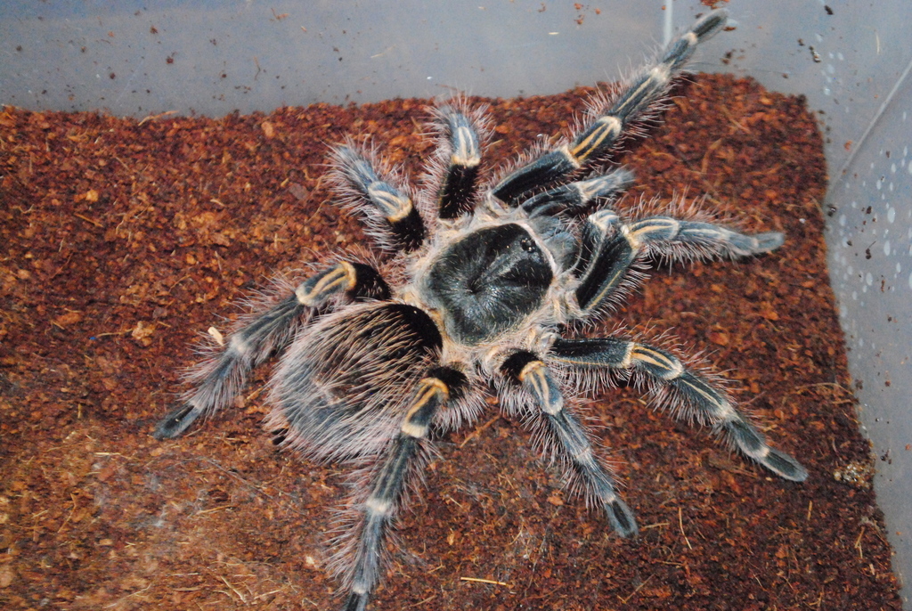 Chaco Golden knee Tarantula Grammostola pulchripes iNaturalist