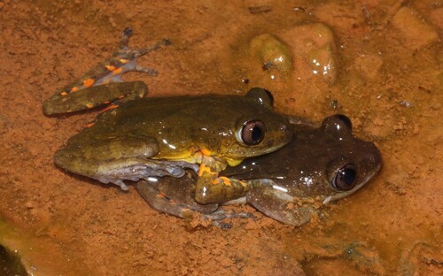 Hylambates boulengeri