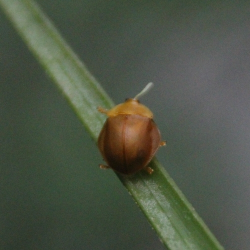 Stoiba angusticollis