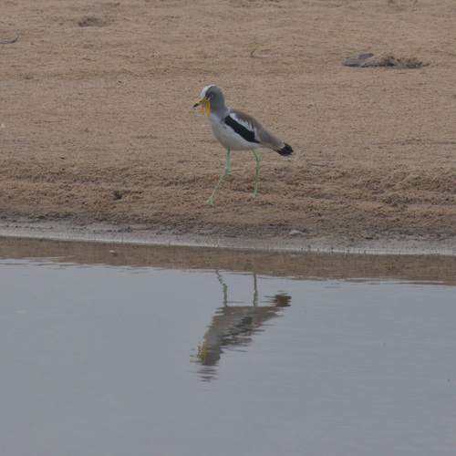 White-crowned Lapwing