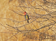 Trachyphonus erythrocephalus