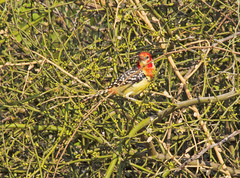 Trachyphonus erythrocephalus