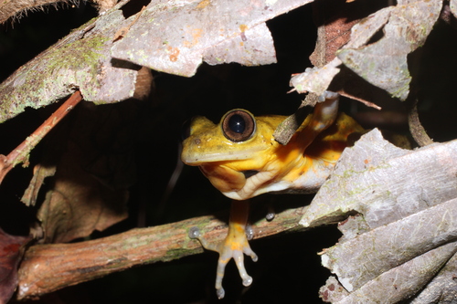 Boulenger's Striped Frog