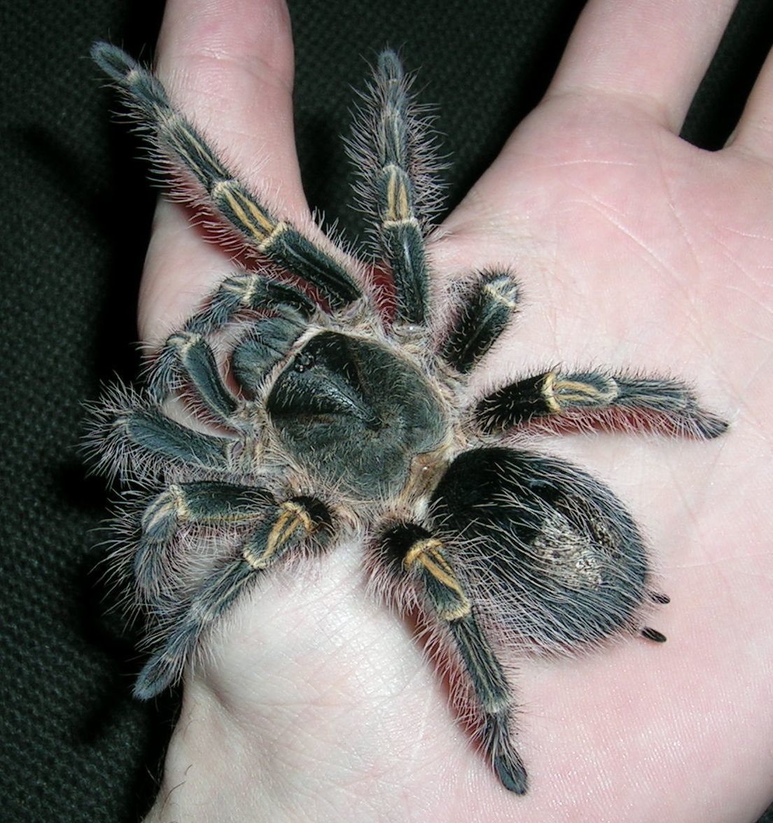 Chaco Golden knee Tarantula Grammostola pulchripes iNaturalist