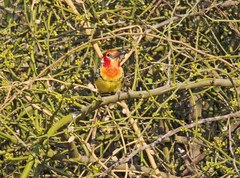 Trachyphonus erythrocephalus