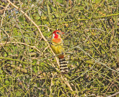 Trachyphonus erythrocephalus