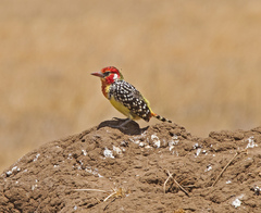 Trachyphonus erythrocephalus