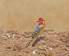 Trachyphonus erythrocephalus