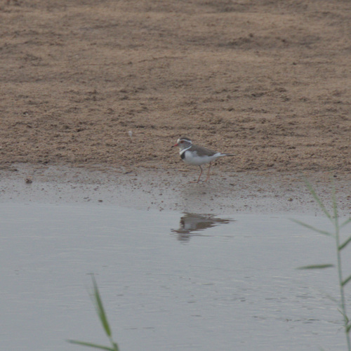 Three-banded Plover