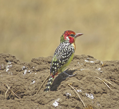 Trachyphonus erythrocephalus