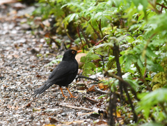 Turdus serranus