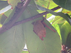 Myotis formosus flavus