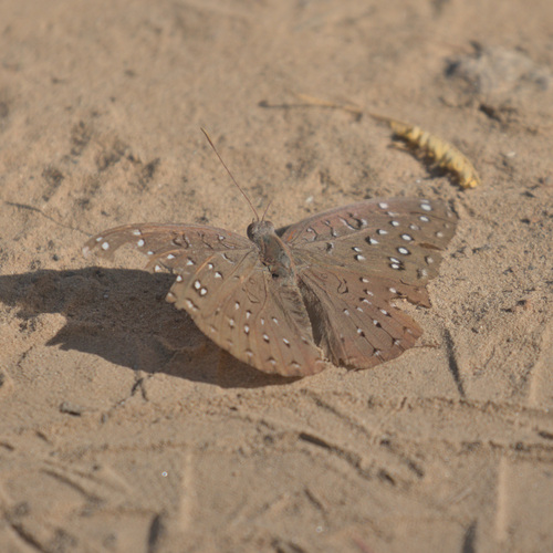 Guineafowl Butterfly