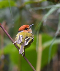 Poecilotriccus ruficeps