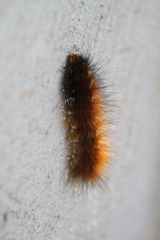 Spilosoma virginica