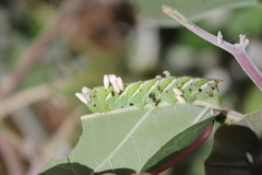 Manduca sexta