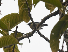 Iridophanes pulcherrimus