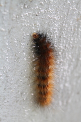 Spilosoma virginica