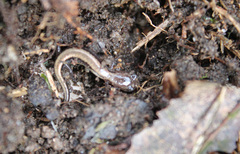Plethodon cinereus