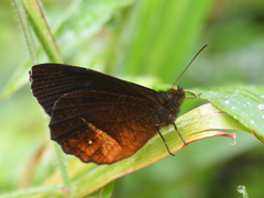 Pedaliodes asconia