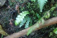 Blechnum chambersii