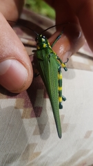 Chromacris psittacus