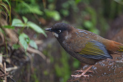 Black-Faced Laughingthrush photo 3