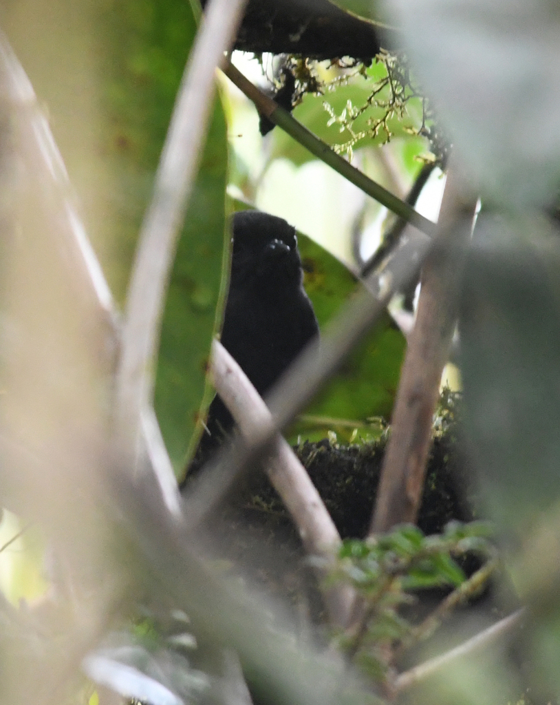 Long-tailed Tapaculo
