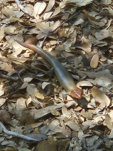 iNaturalist observation photo of Gilbert's Skink