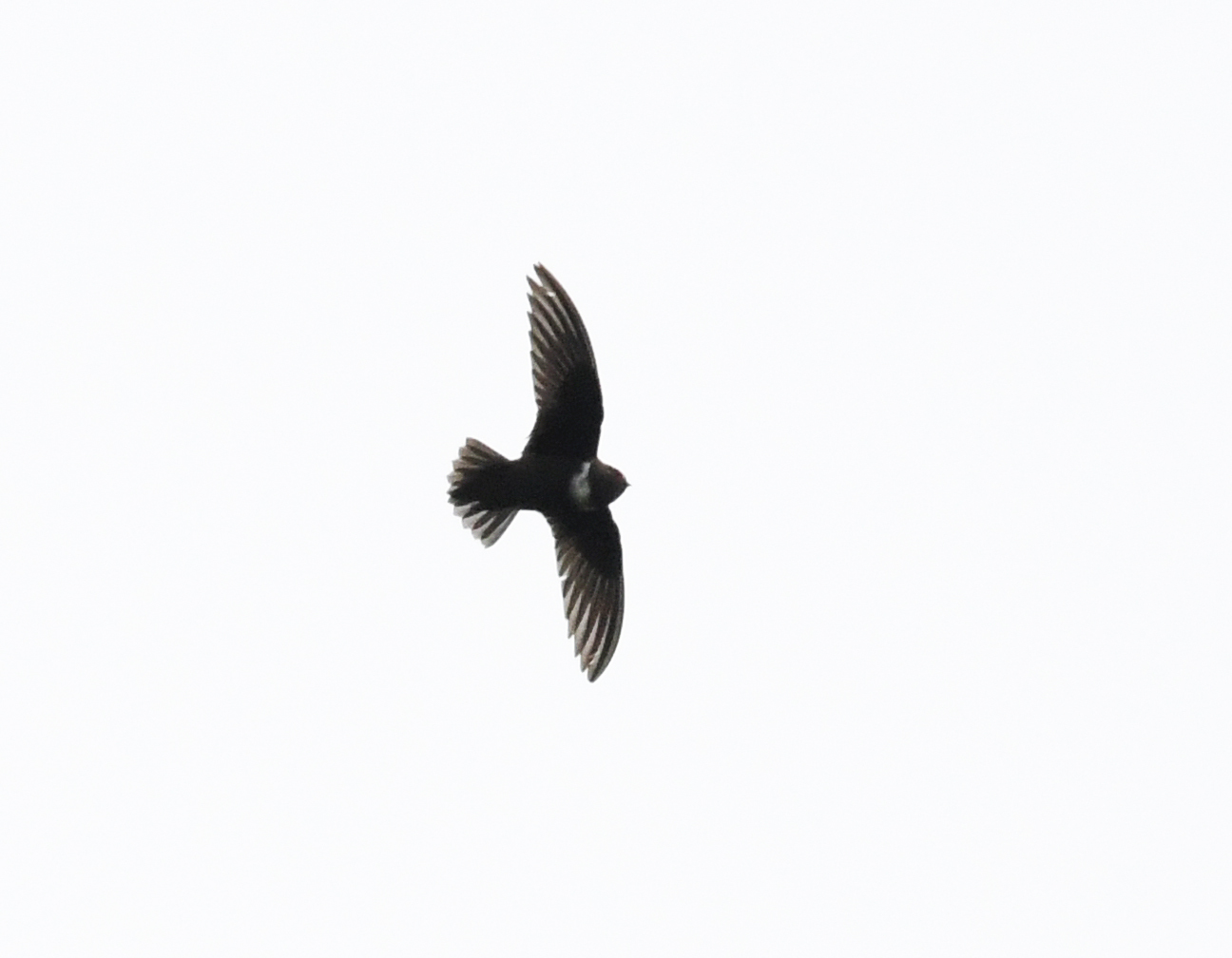 White-chested Swift illustration