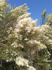 Baccharis neglecta
