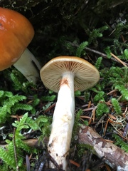 Cortinarius collinitus