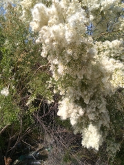 Baccharis neglecta