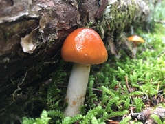 Cortinarius collinitus
