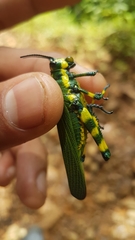 Chromacris psittacus