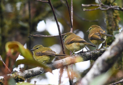 Myiophobus flavicans