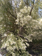 Baccharis neglecta