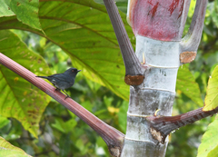 Diglossa caerulescens